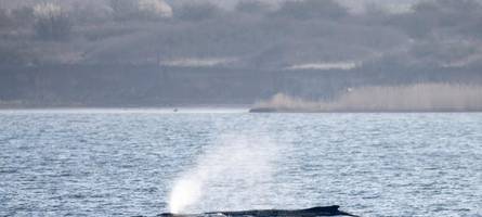 Wal Timmy ist am Ende seiner Kräfte – und die Meeresbiologen auch