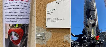 Verzweifelt gesucht: Eine Erdbeere auf vier Pfoten