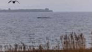 Besuchsreihe: Auch Steinmeier interessiert sich für gestrandeten Wal