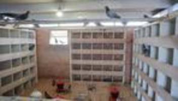 Betreute Taubenschläge: Wie Städte die Zahl der Tauben reduzieren wollen