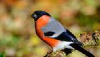 elbvertiefung: der tägliche newsletter aus hamburg: vogelgezwitscher findet der mensch toll, aber wieso eigentlich?