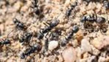 große drüsenameise: aggressive ameisenart auch im saarland nachgewiesen