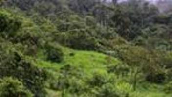 Resultate von Großprojekt: Hoffnung für gerodete Regenwald-Flächen