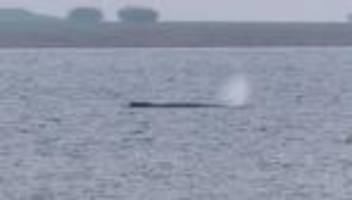 Tiere: Gestrandeter Buckelwal lebt noch - weiteres Vorgehen offen