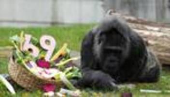 Tiere: Wohl ältester Gorilla der Welt feiert Geburtstag