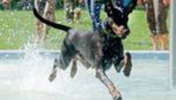 Tierischer Angriff: Kind zieht Hund am Schwanz und wird gebissen