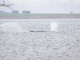 Mehrere Klagen von Aktivisten: Umweltminister: Wasser sammelt sich in Lunge des Wals