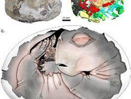 spektakulärer fossilfund: säugetier-vorfahr in 250 millionen jahre altem ei entdeckt