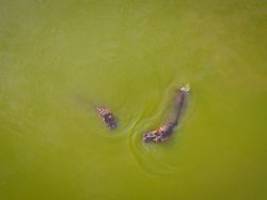 Von Pablo Escobar angesiedelt: Kolumbien will Dutzende Kokain-Flusspferde töten