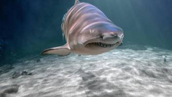 Sechs Kiemen und vier Meter lang: Fischern geht besonderer Hai ins Netz