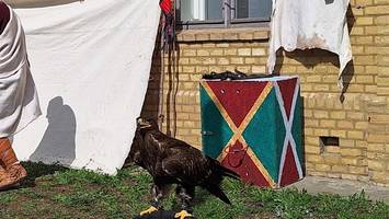 „greifvögel sind keine selfie-accessoires“ – kritik an spandauer ritterfest