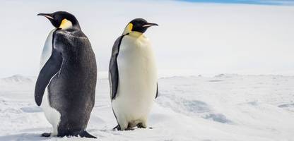 verlust von meereis: der kaiserpinguin gilt jetzt als stark gefährdet