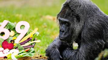 höchst ungewöhnlich: gorilla fatou feiert 69. geburtstag