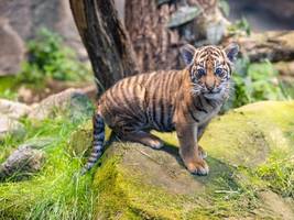 Bestiarium – Von Tieren und Menschen: Oh, wie schön wäre Sumatra