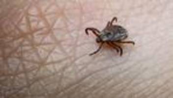 borreliose und fsme: zahl der toten nach zeckenbiss 2024 gestiegen