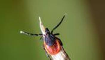 Krankheitsüberträger: Wissenswertes zur Zeckensaison in Berlin und Brandenburg