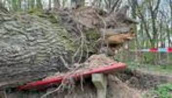 Nach tödlichem Unglück: Gefahr unter Bäumen: Wer schützt Spaziergänger und Wanderer?