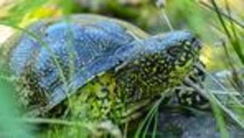 Neue Forschungsergebnisse: Warum jagten Neandertaler Schildkröten?