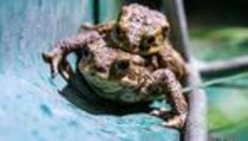 Tiere: Amphibienwanderung: Wie geht es Frosch und Kröte?