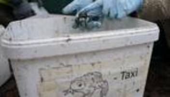 Tiere: Freiwillige retten 4.400 Frösche, Kröten und Molche