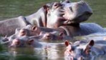 Tiere: Kolumbien will Flusspferde von Drogenbaron Escobar keulen
