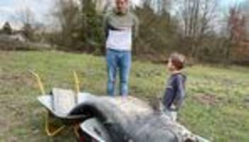 Tiere: Legendärer Riesenwels tot aus Stadtweiher geborgen