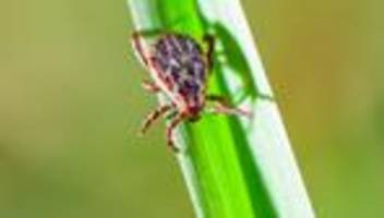 Zeckensaison: Zeckensaison in Deutschland geht los