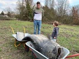 Angler-Mythos wird Realität: Legendärer Riesenwels tot in Hessen entdeckt