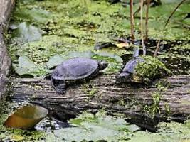 prähistorisches werkzeug?: warum neandertaler sumpfschildkröten jagten