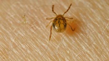 Zecken und FSME: Wann Impfschutz auffrischen? So schützen Sie sich richtig