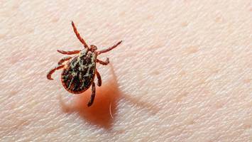 Zeckensaison in Berlin und Brandenburg: Wo sind die FSME-Risikogebiete?