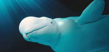 ostsee: belugawal offenbar in der flensburger förde entdeckt