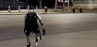 polen: humanoider roboter »edward warchocki« vertreibt wildschweine aus der stadt