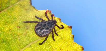zeckenbisse: 24 menschen starben 2024 an fsme oder borreliose