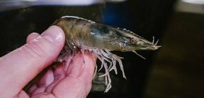 aldi: discounter kündigt höhere tierschutzstandards für garnelen an