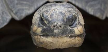 neue forschungserkenntnisse: was wollten neandertaler in sachsen-anhalt mit schildkröten?