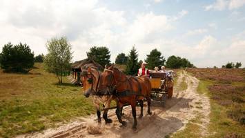 Per Pferdekutsche durch die Heide – Tierquälerei oder in Ordnung?