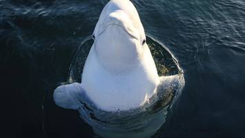 während artgenosse im sterben liegt – belugawal in flensburger förde gesichtet