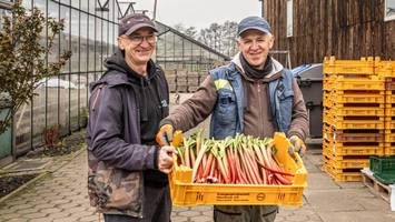 Superfood Rhabarber frisch aus Ochsenwerder: Ist es eine der letzten Ernten?