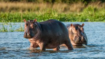 Kolumbien will 80 Nilpferde von Drogenboss Escobar töten lassen