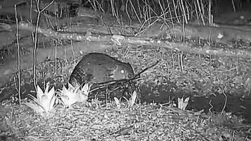 Wegen Biber-Tunneln droht Anjas Haus einzustürzen