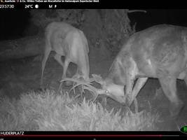 Fotofalle im Bayerischen Wald: Wildes Treiben am toten Baum
