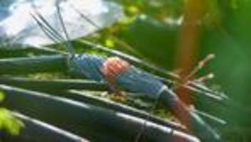 Bahnverkehr: Bahn-Kabel in Gelsenkirchen: Kein Hinweis auf Sabotage