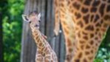 Freizeit: Giraffe »Vizuri« in den Berliner Zoo eingezogen