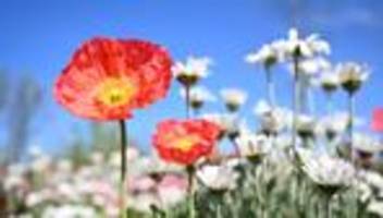 Landesgartenschau: Wie, was, wo - die wichtigsten Infos zur Landesgartenschau