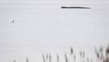 Populisten nutzen Aufregung: Demos & Connor im Shitstorm: Woher kommt die Wut um den Wal?