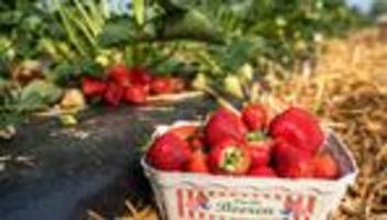 saisonbeginn: rot, reif und lecker: die erdbeersaison im südwesten beginnt