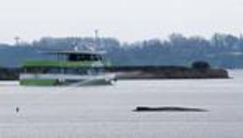 tiere: nach schwimmerin in wal-nähe: polizeibegleitung für schiff