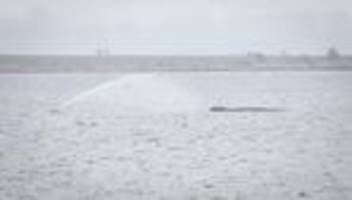 Tiere: Neue Wal-Rettungspläne – was wir wissen und was nicht