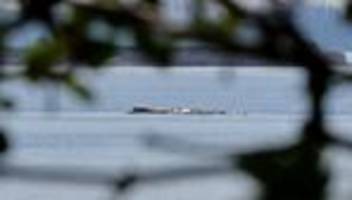 Tiere: Wal-Retter Gunz: »Mehr als einmal sterben kann er ja nicht«